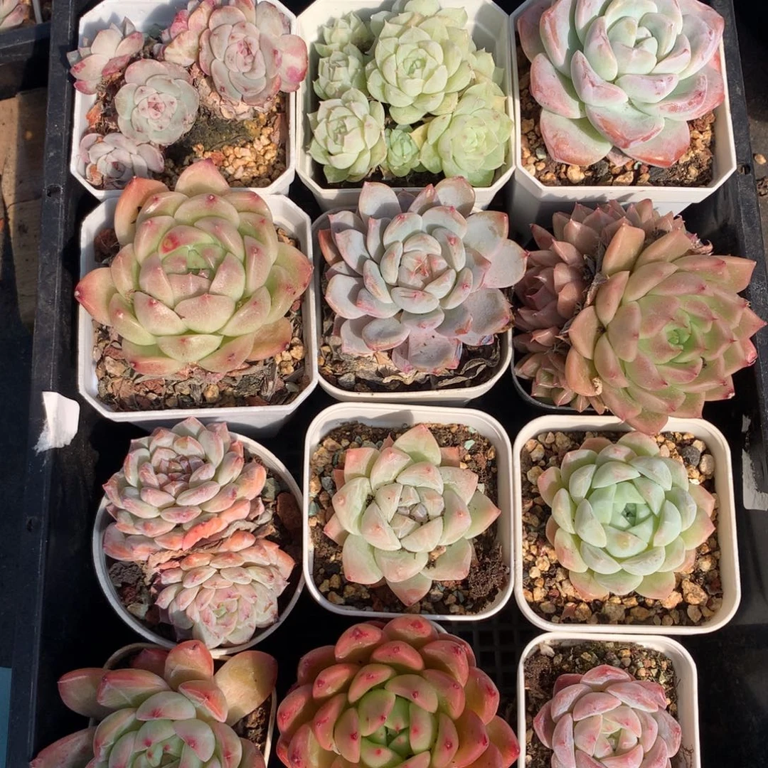 1210-25 套餐一组