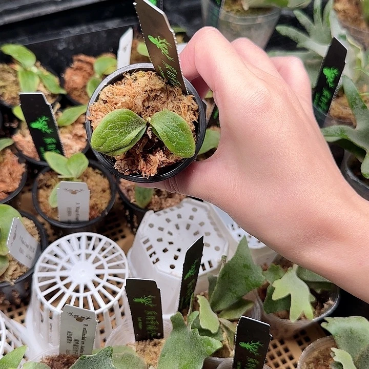 无花朵天使之翼（组培宝石甲虫）