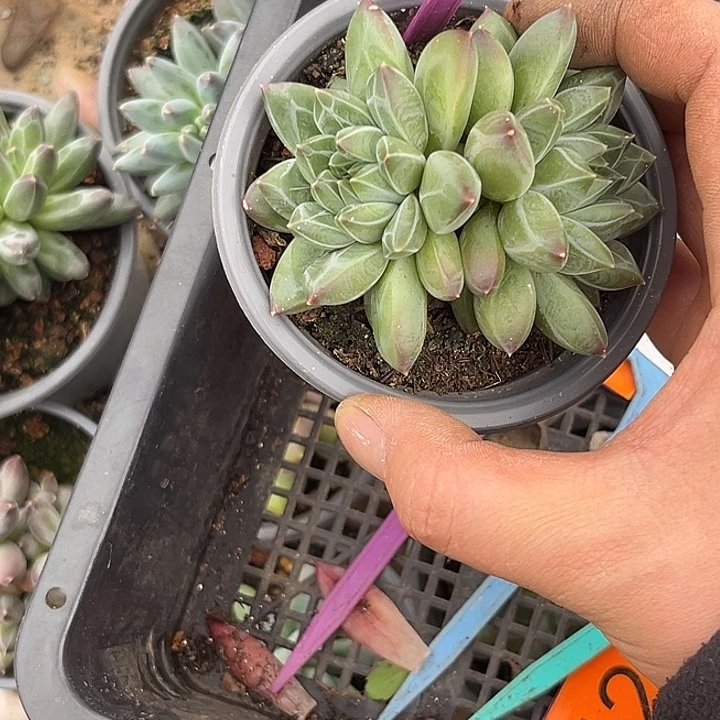 多肉植物雪花美人465