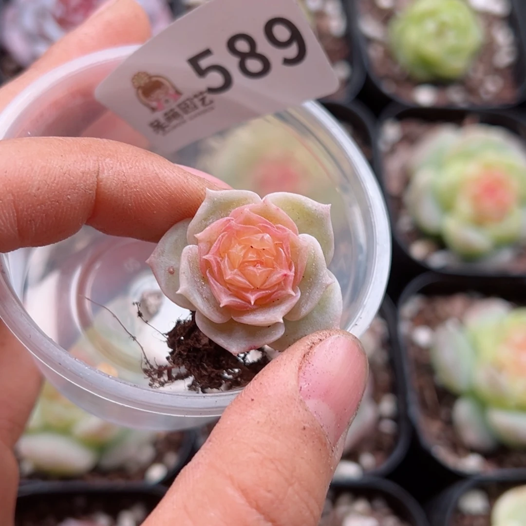 暖*?多肉植物多肉植物