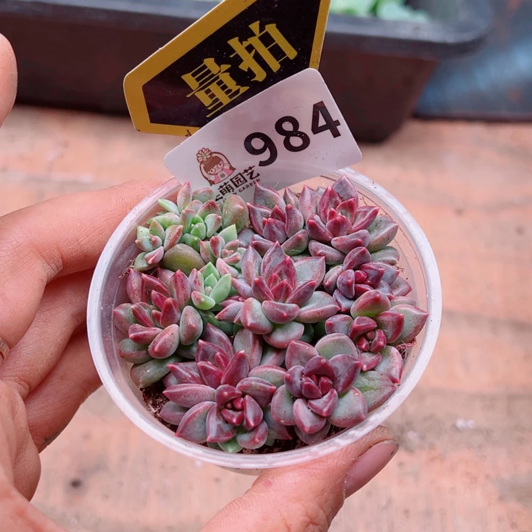 多肉植物多肉植物