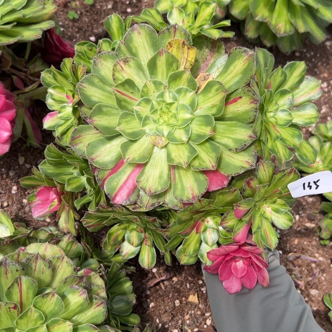 135知否多肉植物一