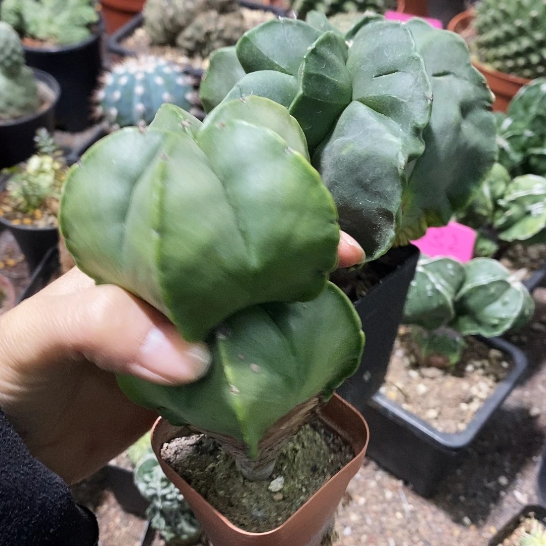 金*英花花草草花花草草