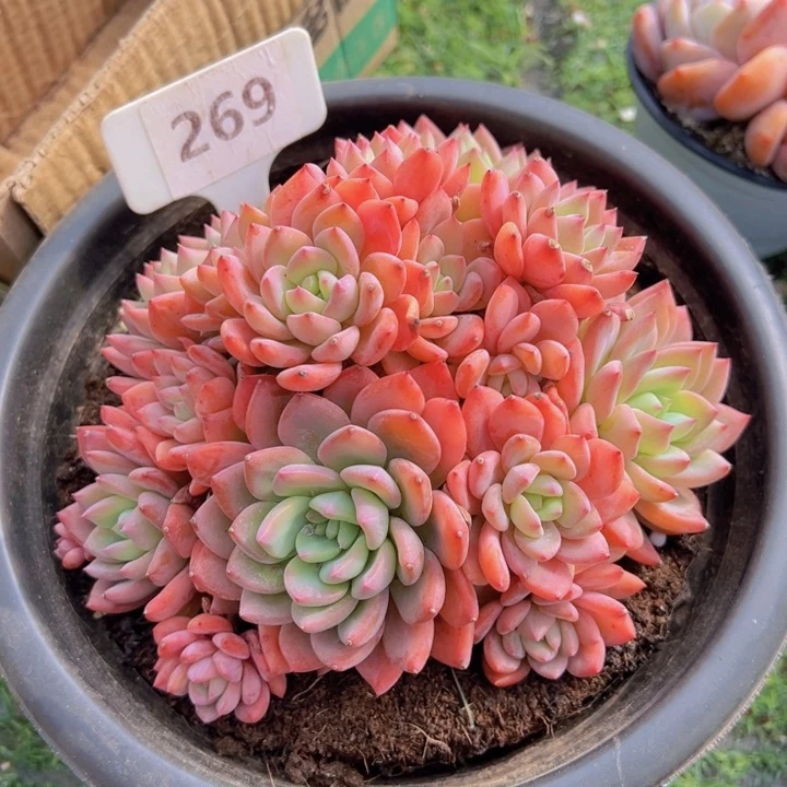 健健康康平平安安