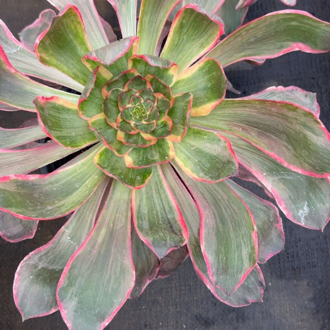 芒**?84恶魔之眼多肉多肉多肉多肉