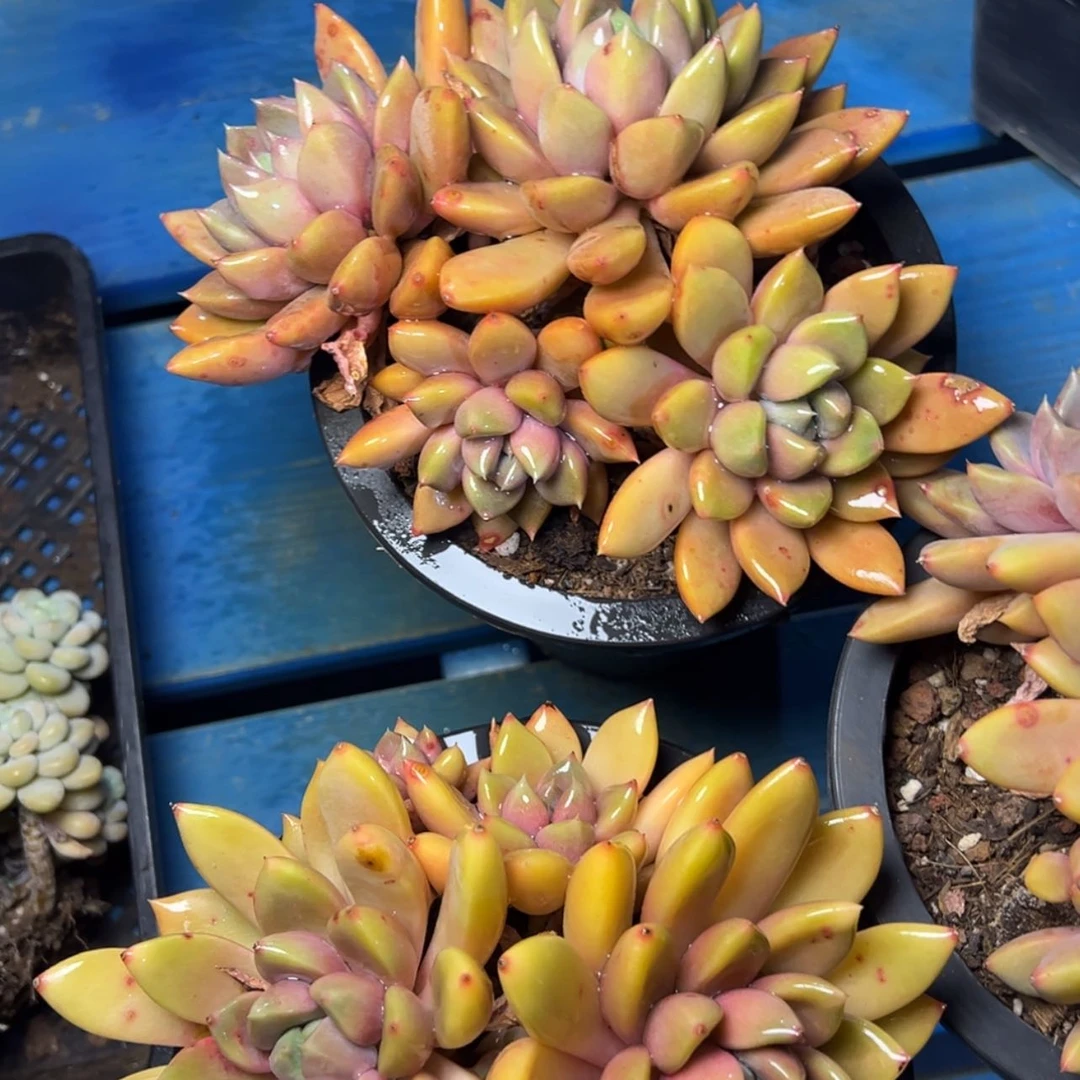 【闪购商品】红象牙多肉39.8