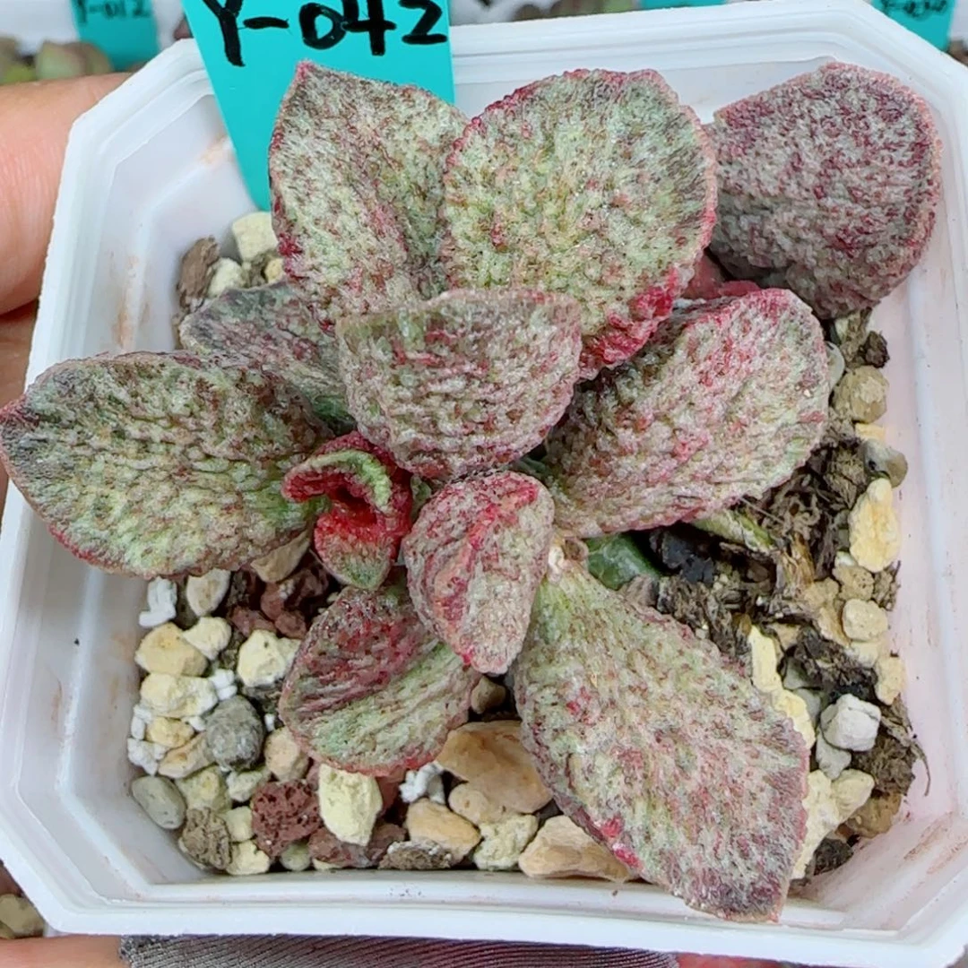 无花朵编号042叶插一棵，盆里的，土为母本