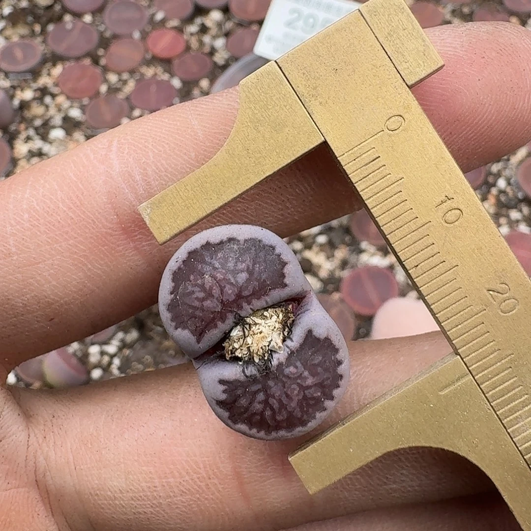 2957 岛田紫菊四年