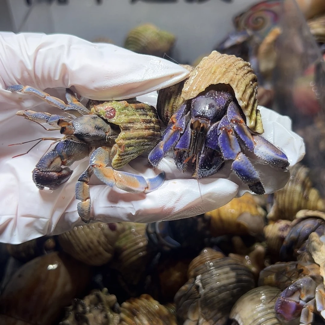 福利组合紫陆两只