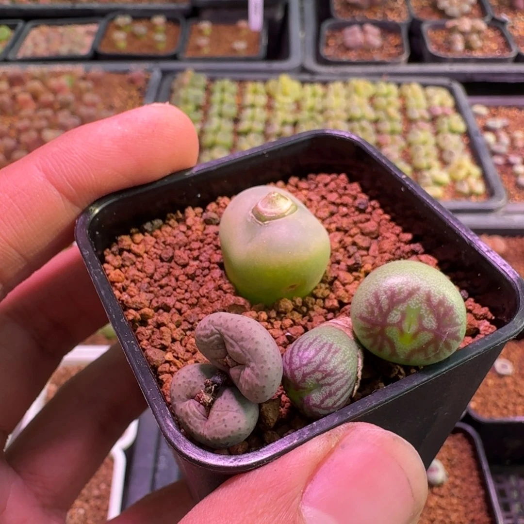 师**了云缦精品番杏21.8