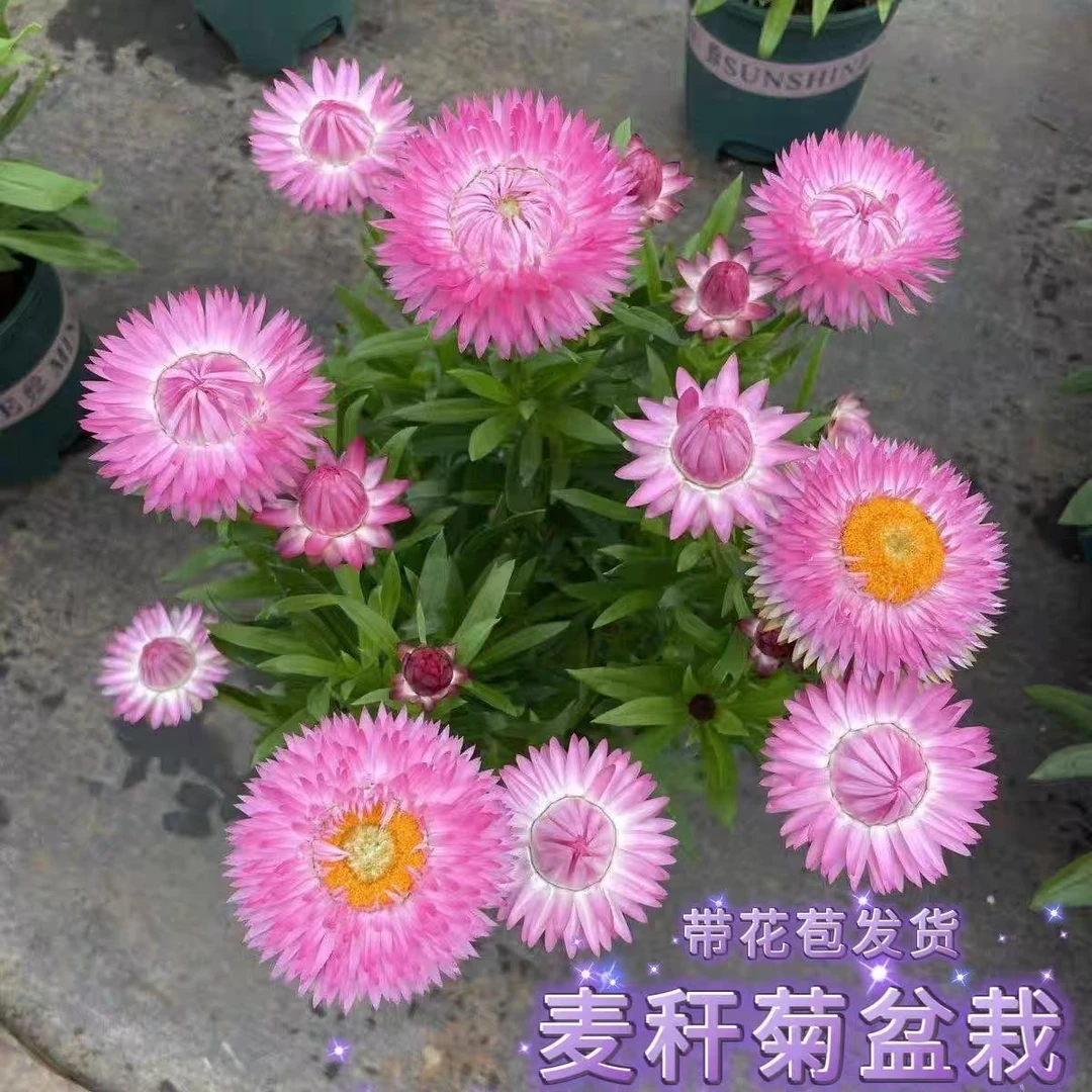 麦秆菊盆栽多年生蜡菊庭院花园阳台四季开花好养易活花卉