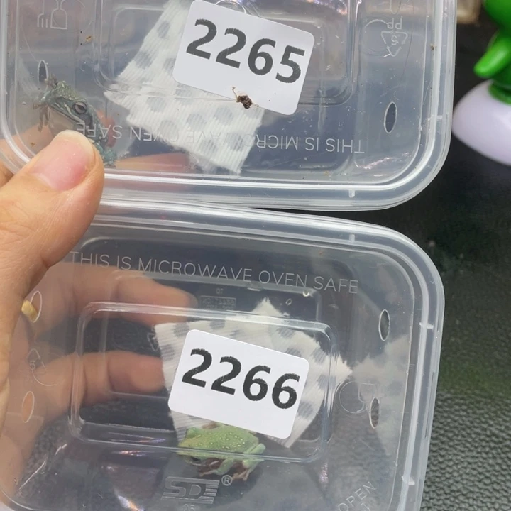 九***风角蛙2265，2266蓝姥爷