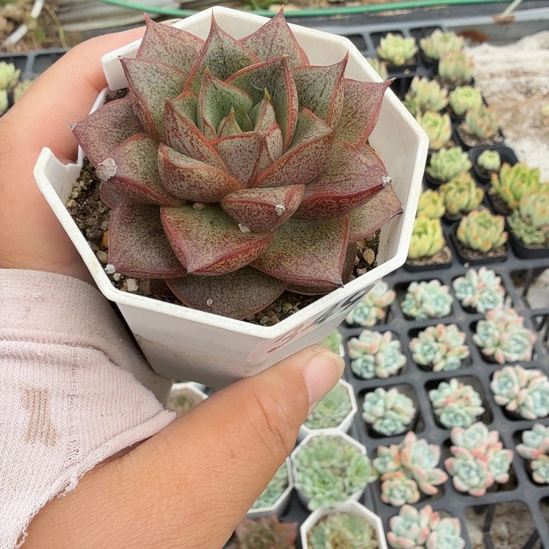 349六公分麒麟座满20包邮