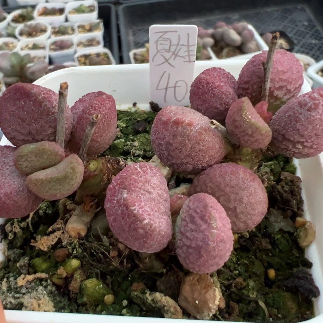 夏娃多头纯木质桩多肉植物