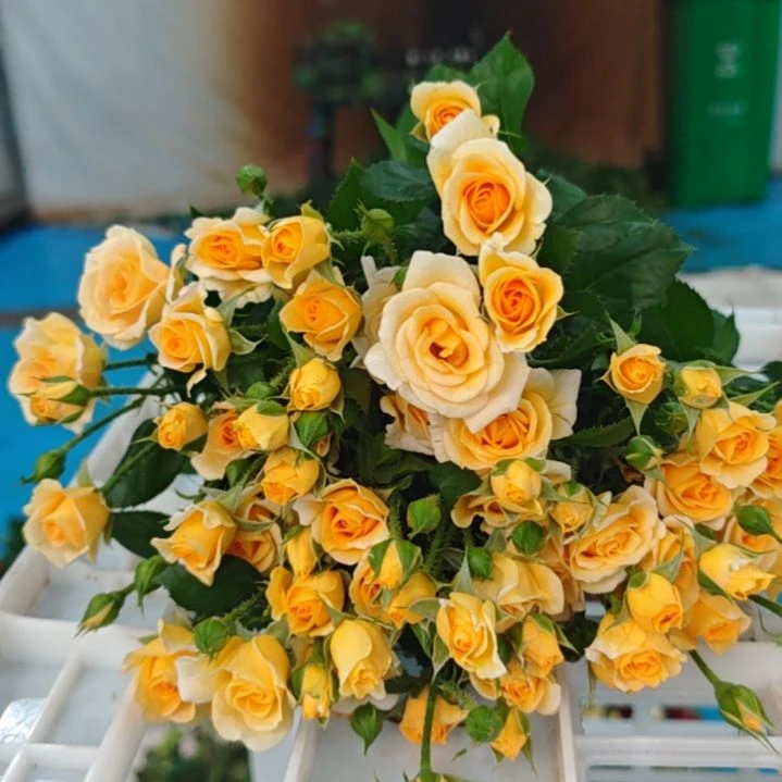 完全开放迷之光花梨木