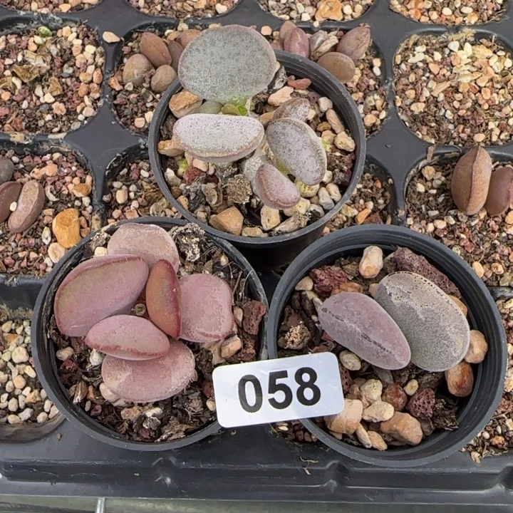 水泡组合多肉植物三颗