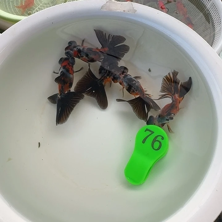 金鱼包邮包活到家