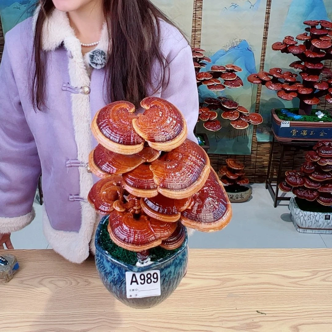 无花朵灵芝盆景大三层