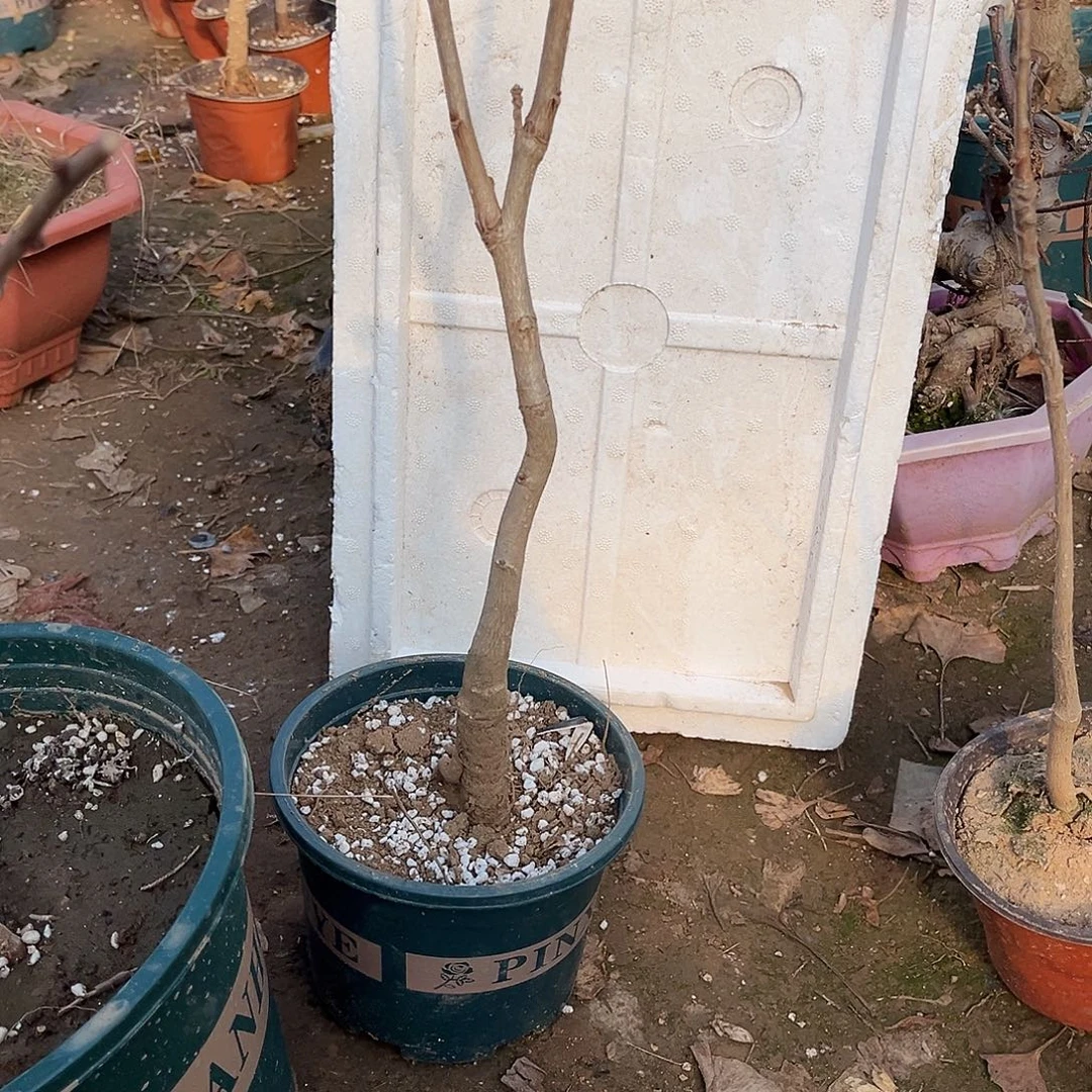 剁***党完全开放银杏小盆栽