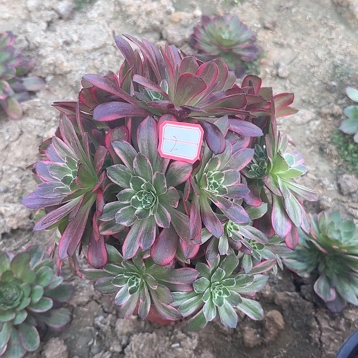 多肉植物安娜2号无售后