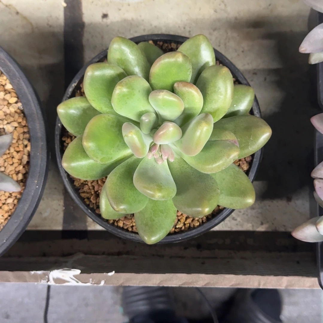 X系列美人新品 母本 一物一拍