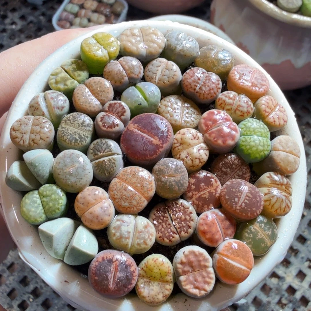 多肉葡萄的味道真的是597