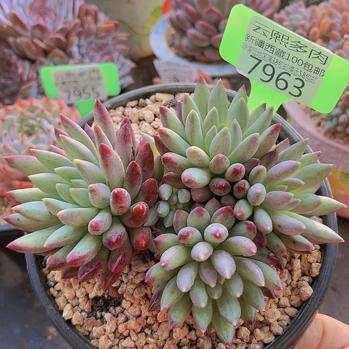 7963虞美人。      有砍。