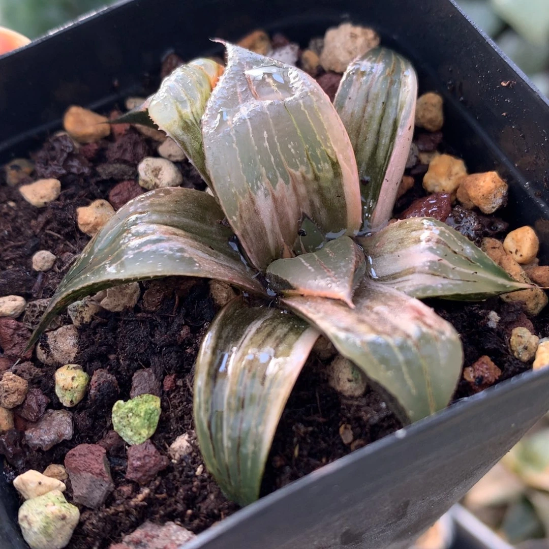 pinky寿锦，带盆发货