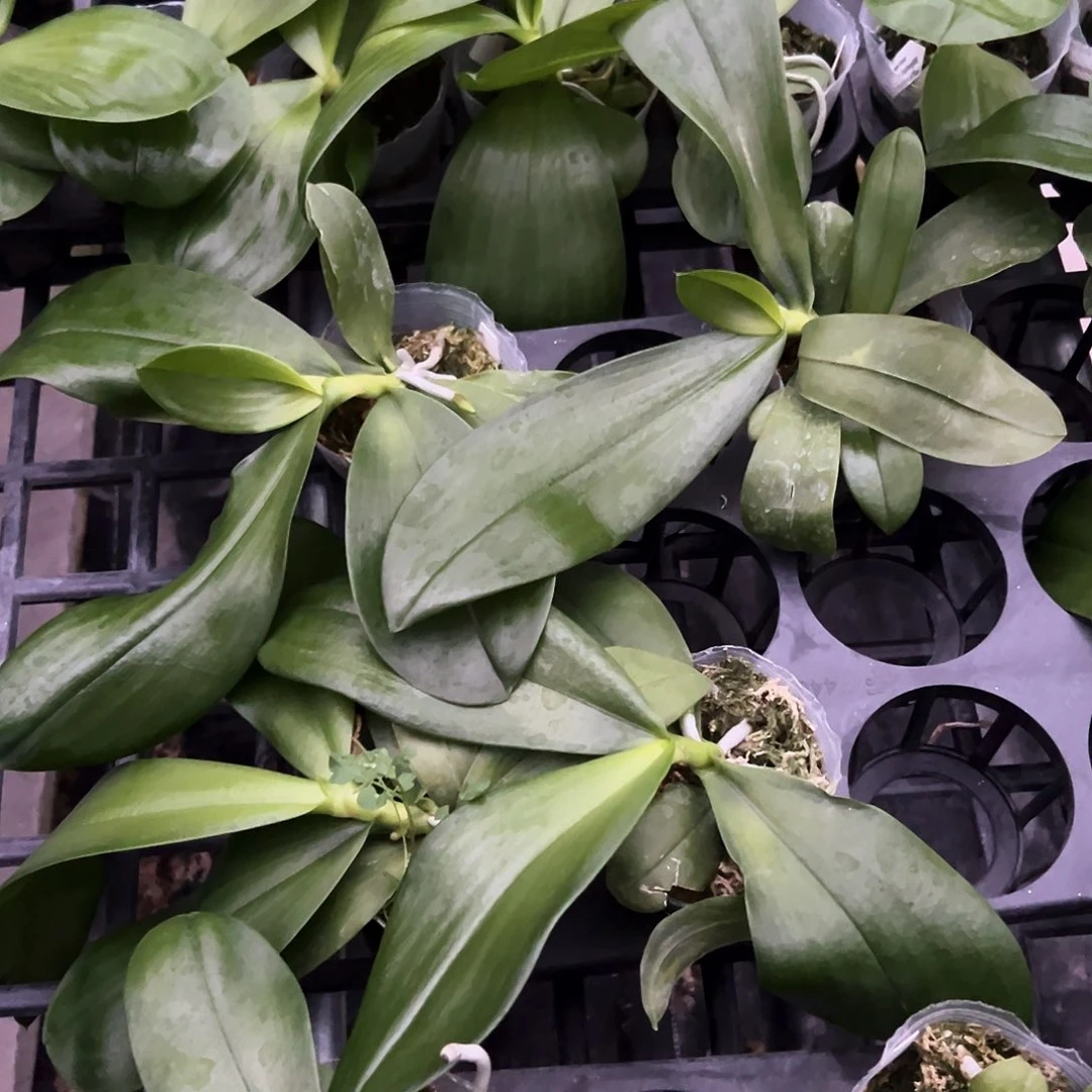 不开花植物蝴蝶兰2.8