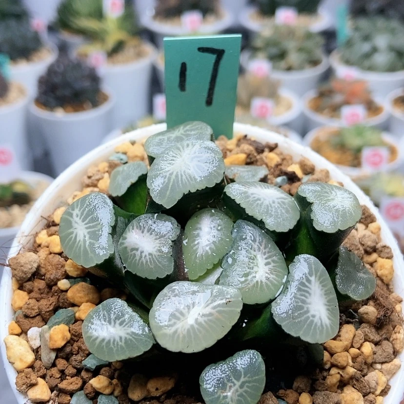 【闪购商品】布*恩17欧若拉