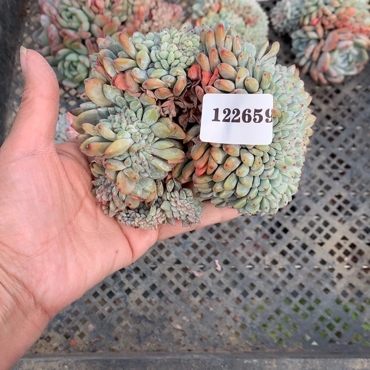 六***月122659缀嗯嗯嗯嗯嗯嗯好