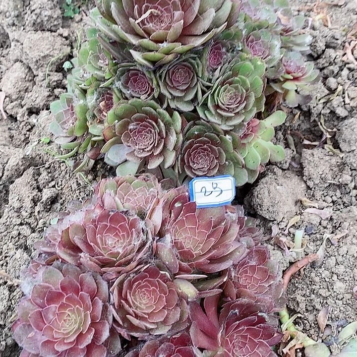 红魔法师2棵精品30块