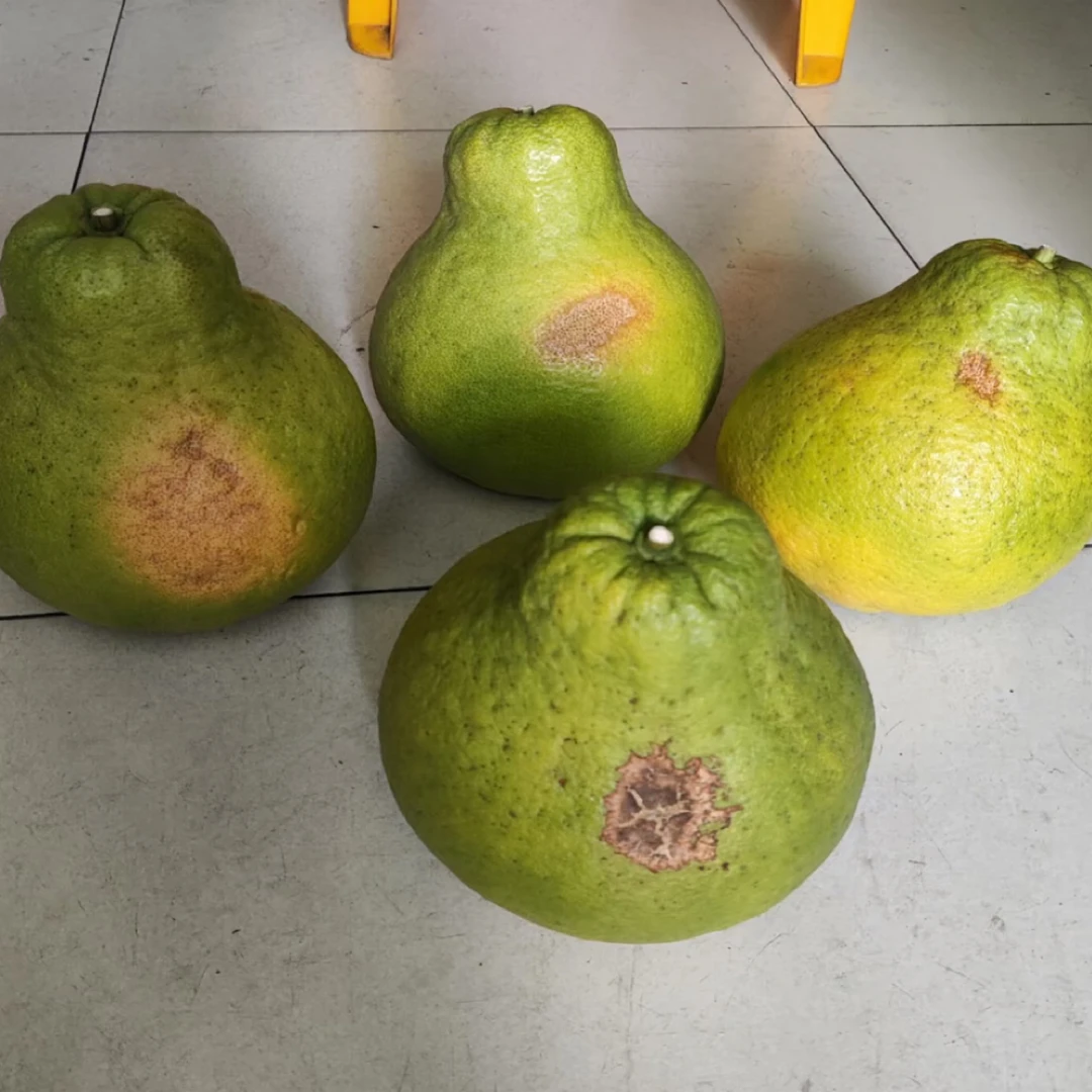 9斤梅州梅县花皮沙田柚（放一个星期以上辞水反糖口感更好）