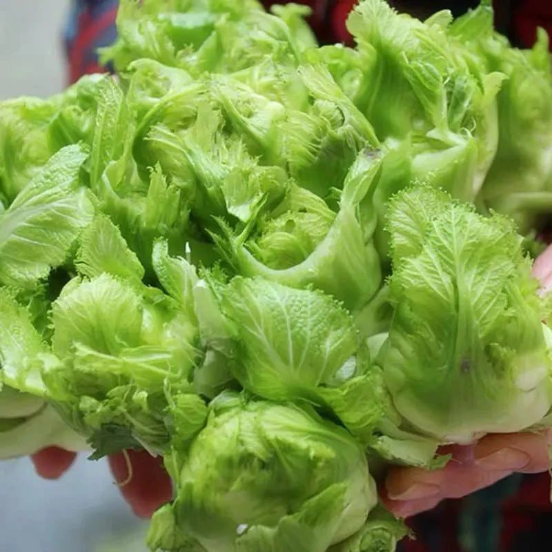 高产耐寒四川儿菜秧苗带土基地直发阳台庭院种当季蔬菜苗儿菜苗