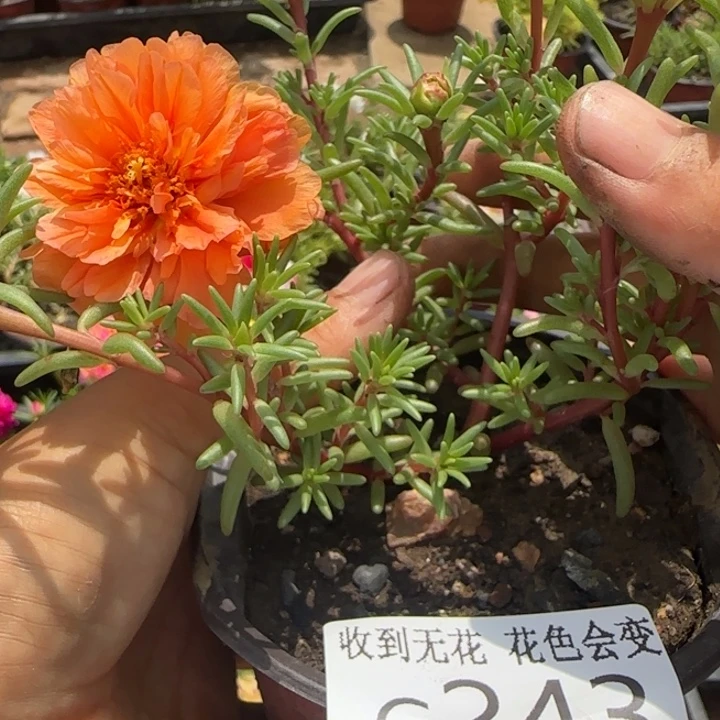 无花朵G243超小苗盆口10cm可能有虫