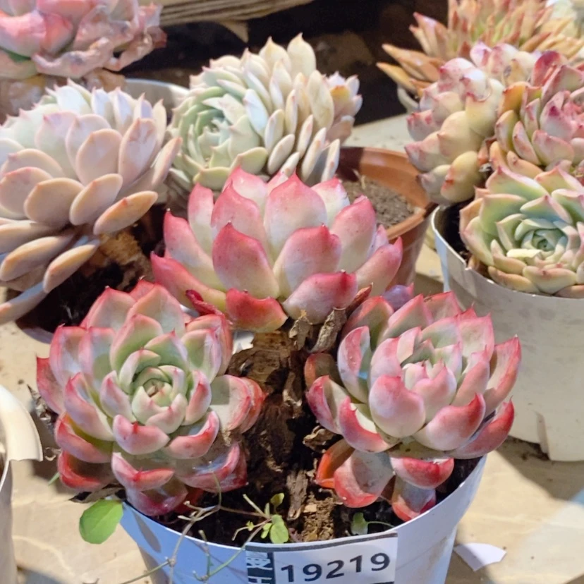 【闪购商品】绿龙19219