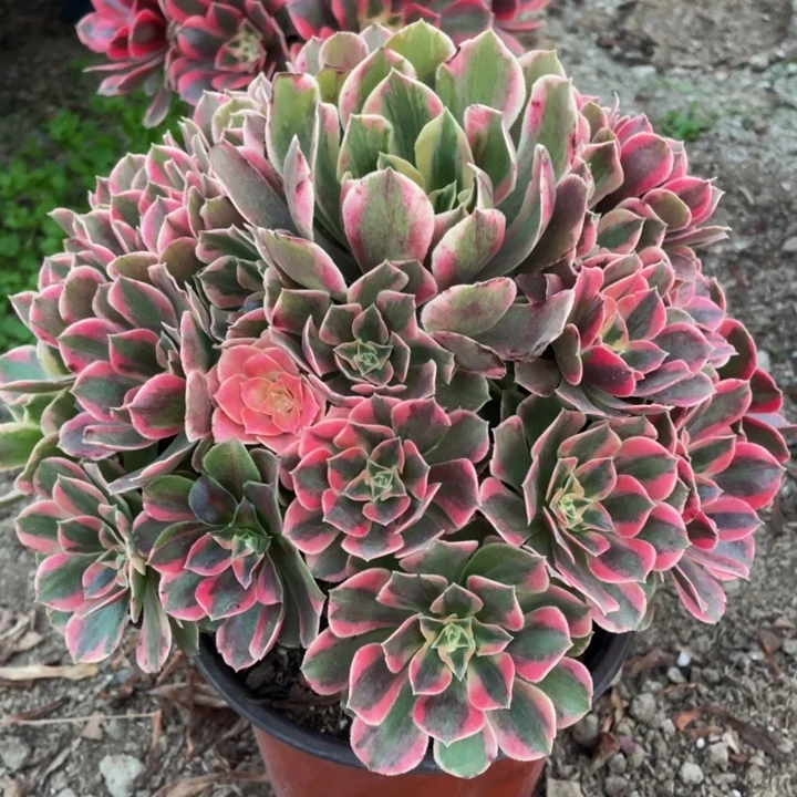 289红粉佳人精品法师多肉