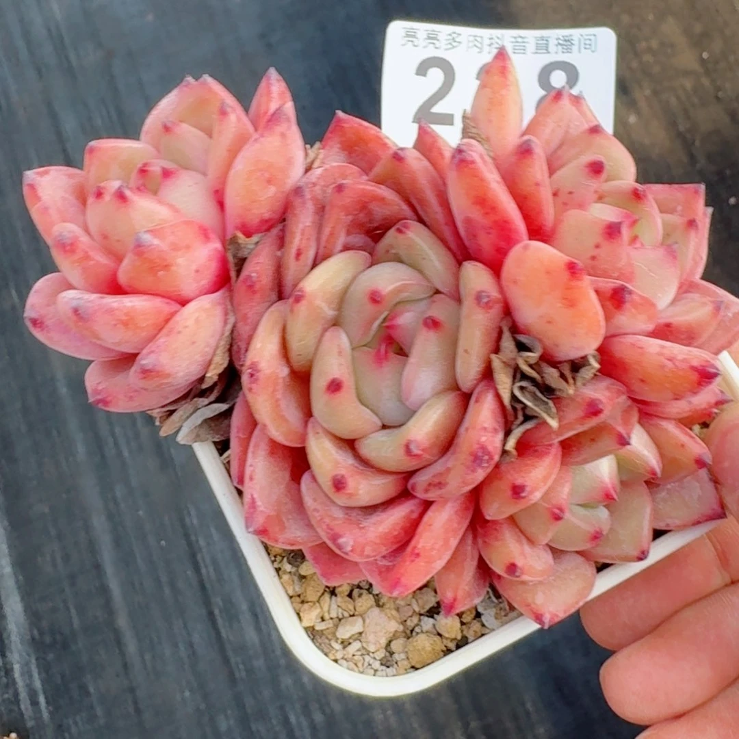 福利         精品多肉