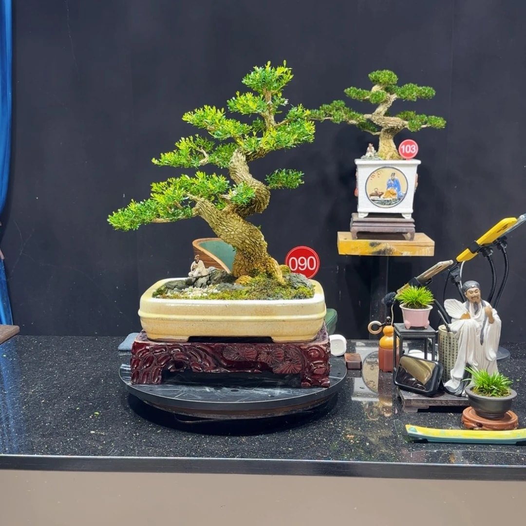 无花朵黄杨室内室外盆景艺术