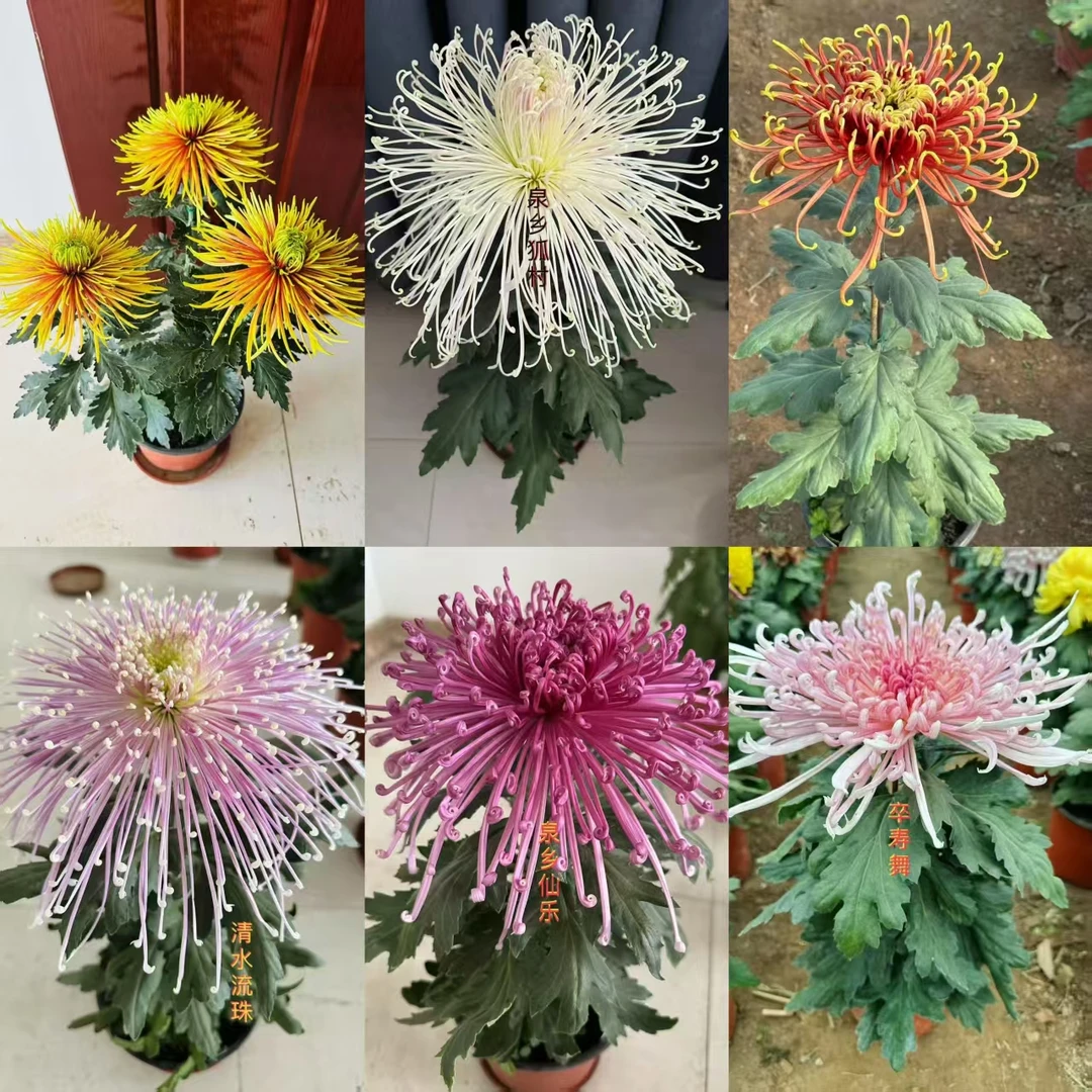 精品对版大菊15棵/组可选大丽花开花绿化洋芋花小雏菊菊花