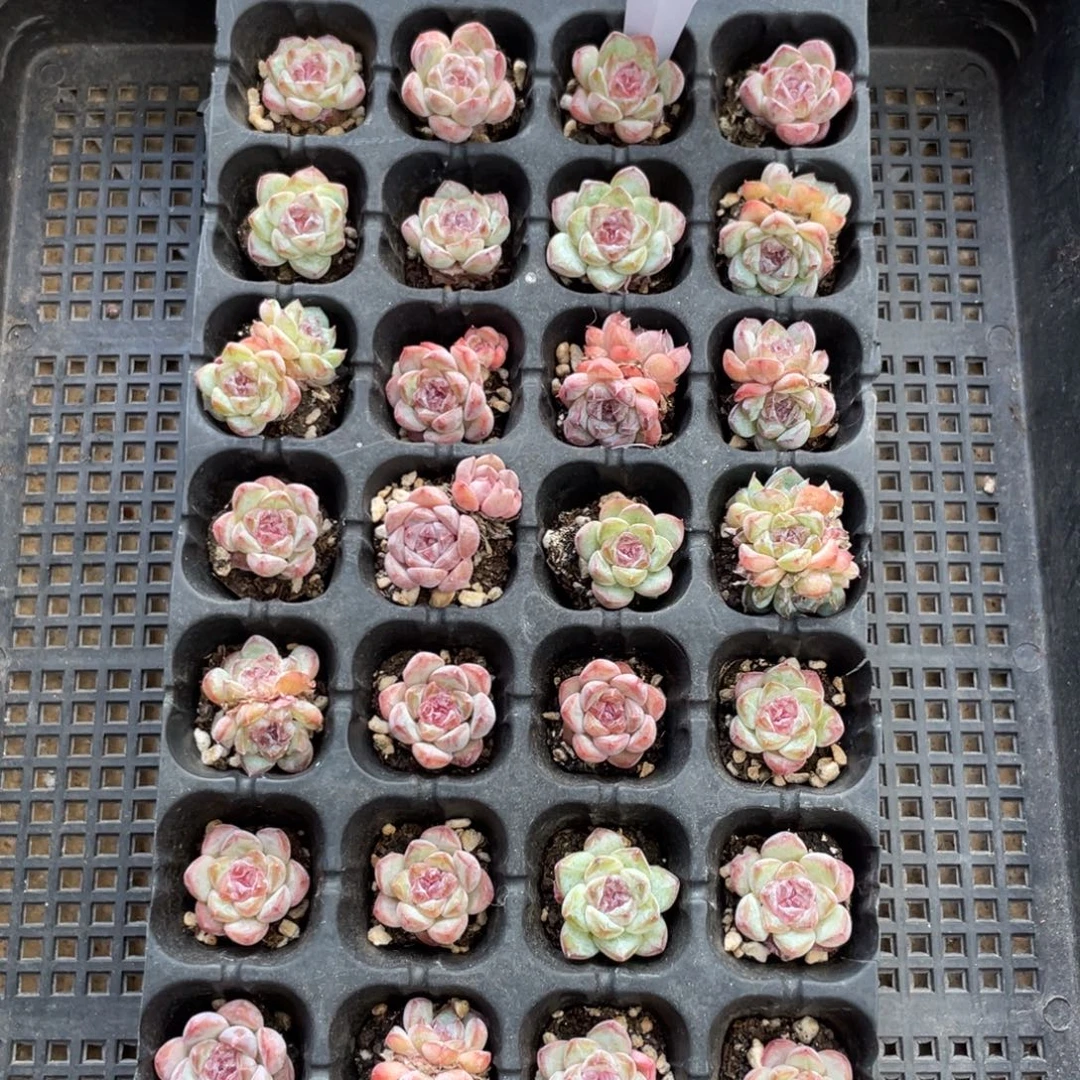 不包整散 盆子不售后0971