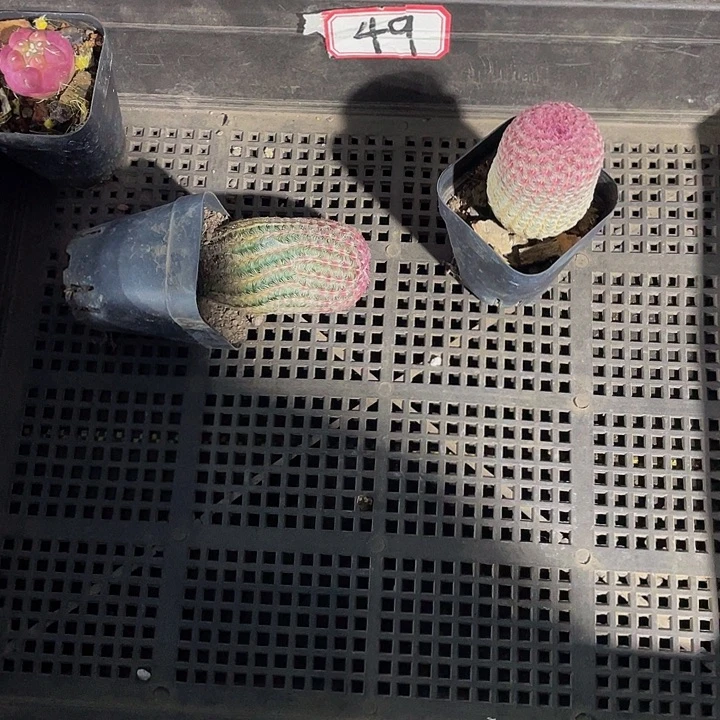 一***画49号筐带盆土发货