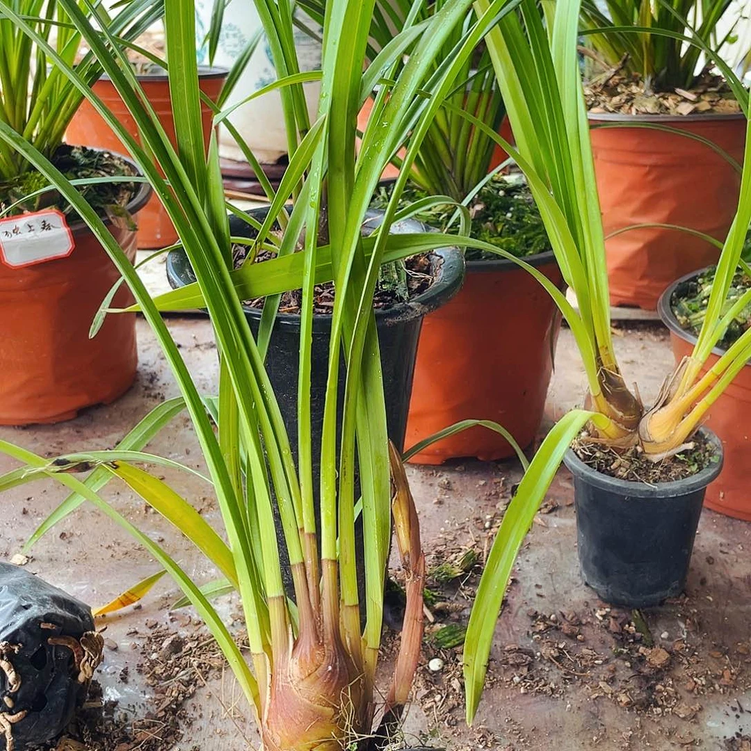 无花朵开花结果今天是第一