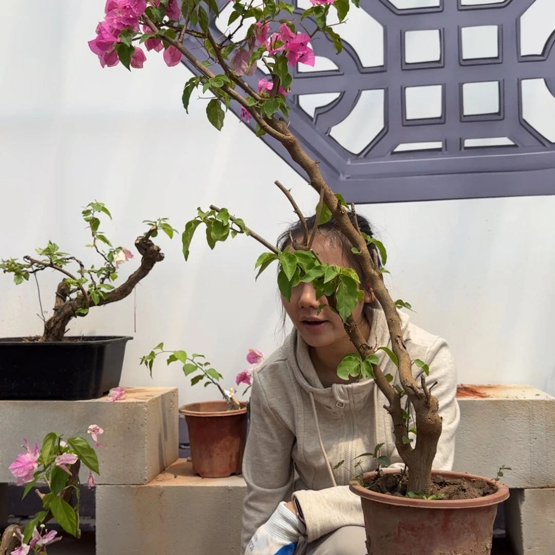 大部分花苞少量开放海*h