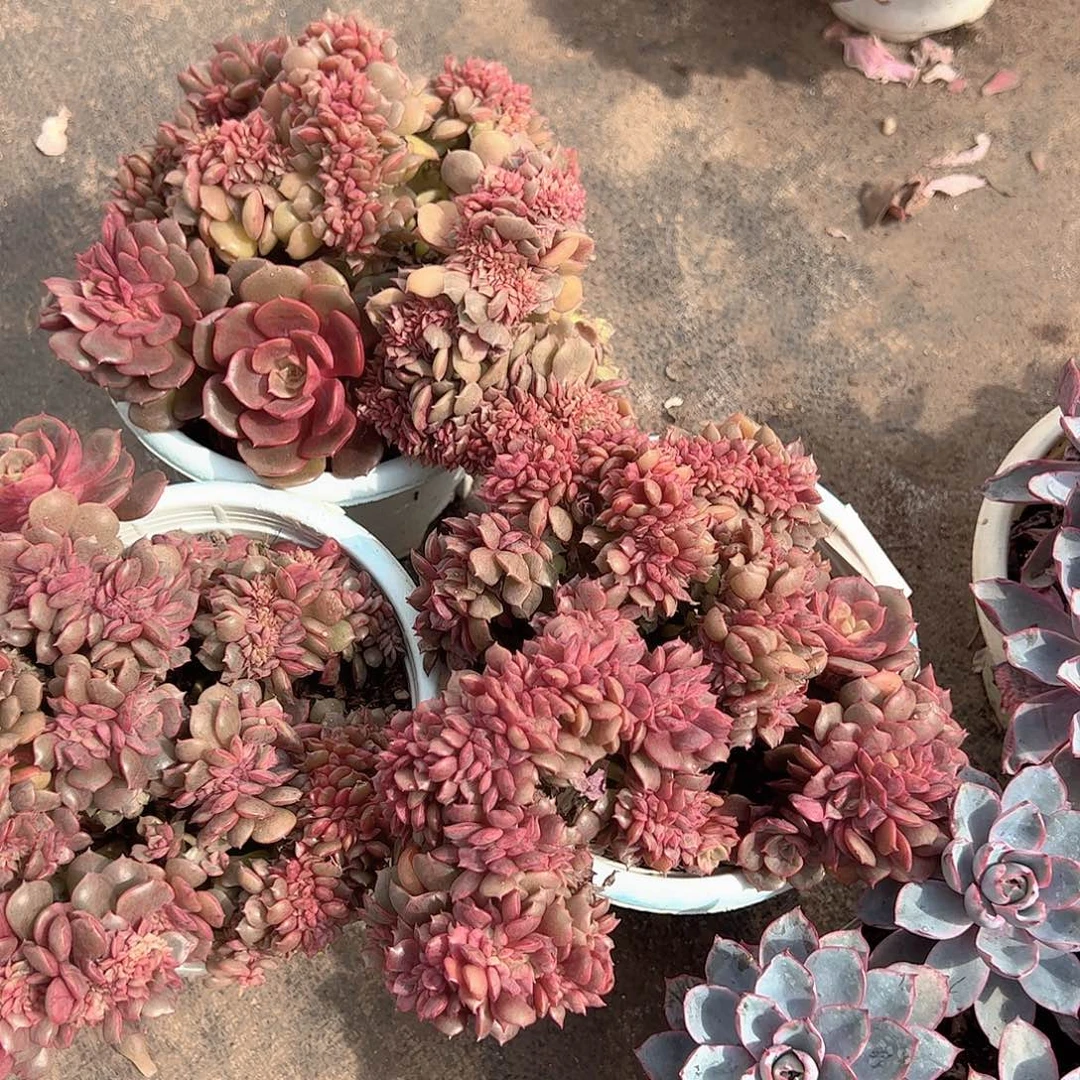 大红袍缀化精品特价