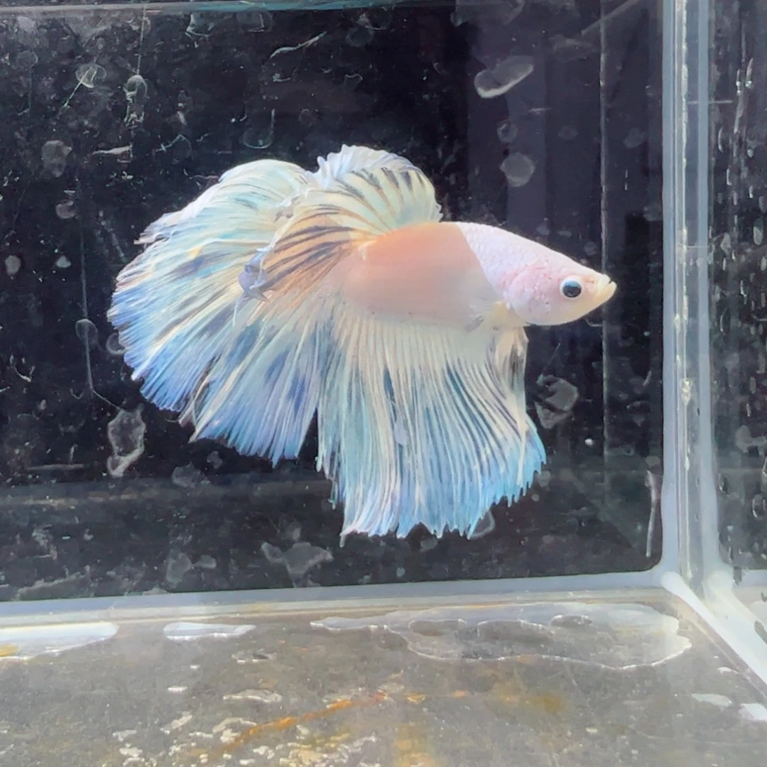 斗鱼浅色仙仙裙特殊尾