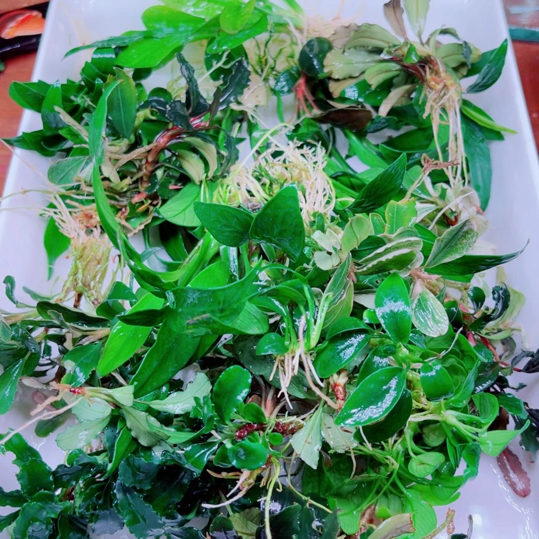 美小呆哇塞套餐一份