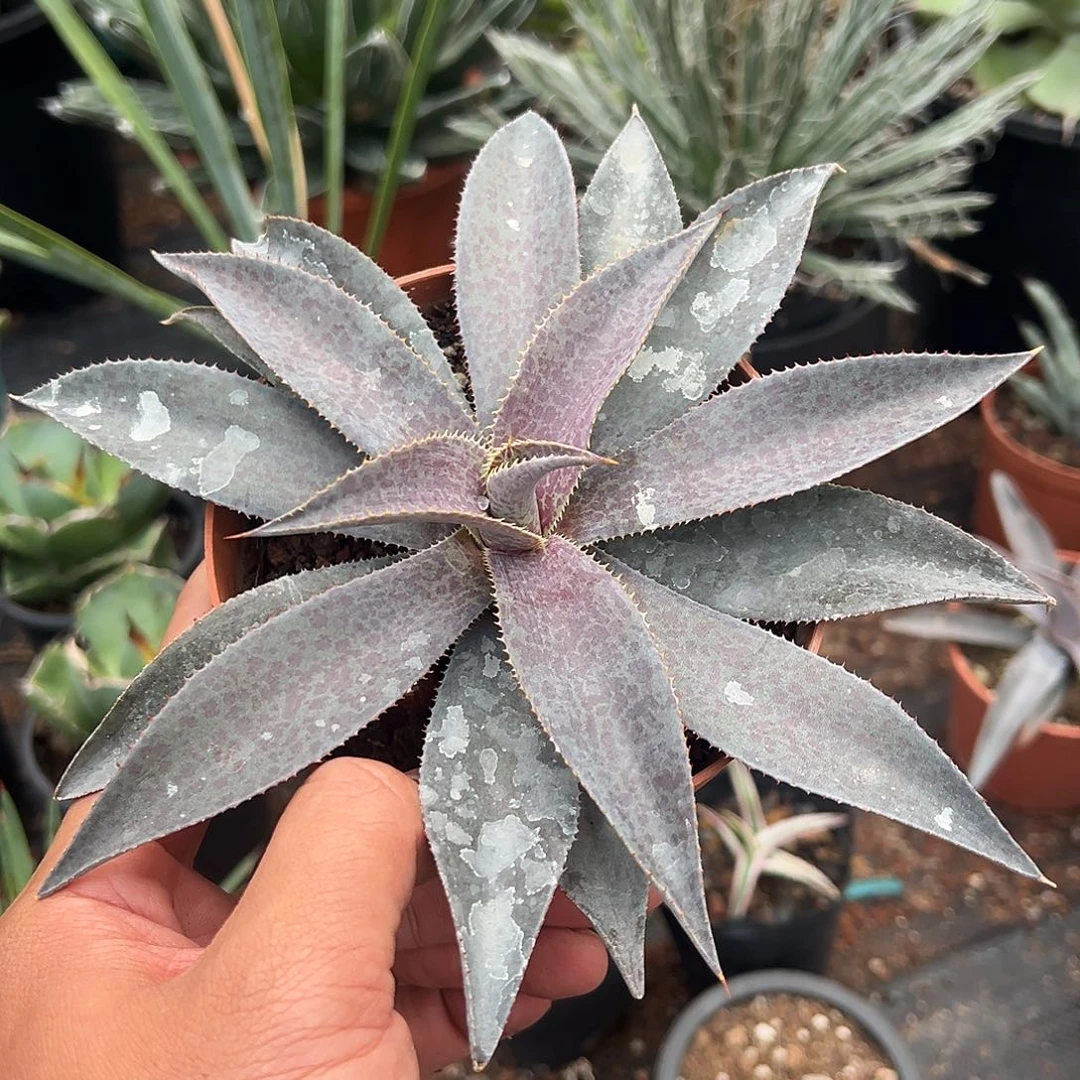 紫色食人族龙舌兰