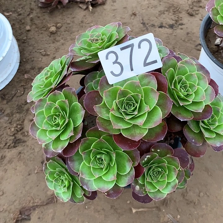 无花朵372魅金玫瑰