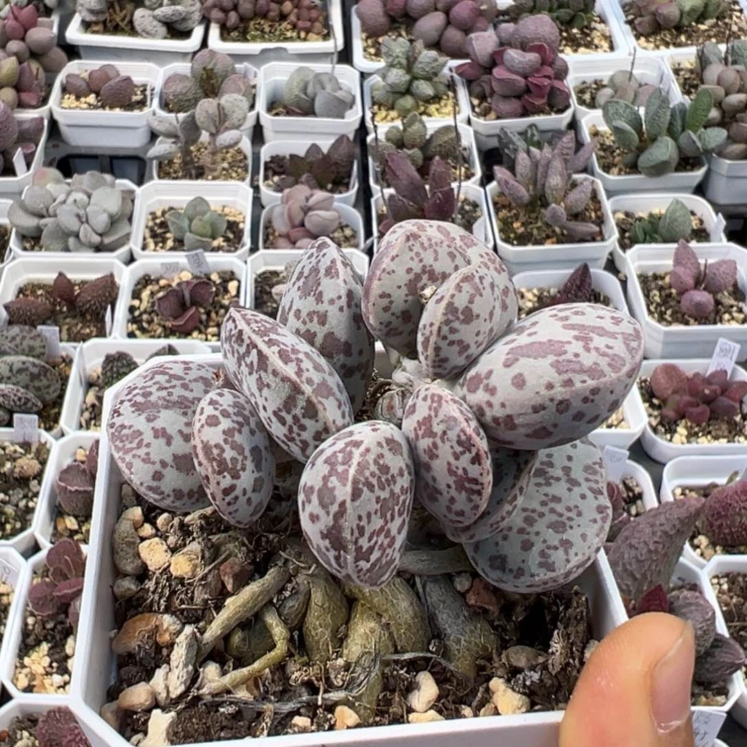 纯木质老桩花蛋多肉植物水泡